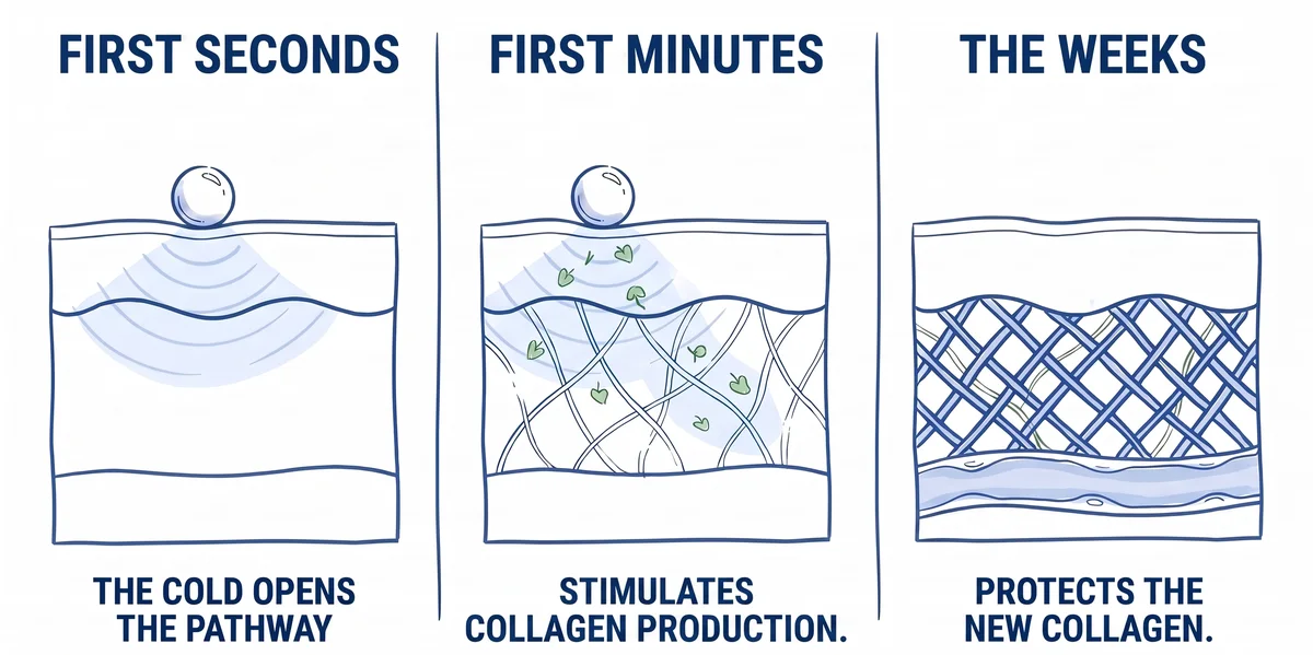 Drawing of thigh skin in three steps. The cold opens the pathway, collagen production is stimulated, and the new collagen is protected.